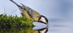 Great,Tit,Drinking,Water,From,The,Shore.
